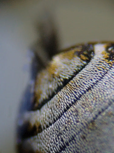 Museums- oder Kabinettkäfer - Bild 4