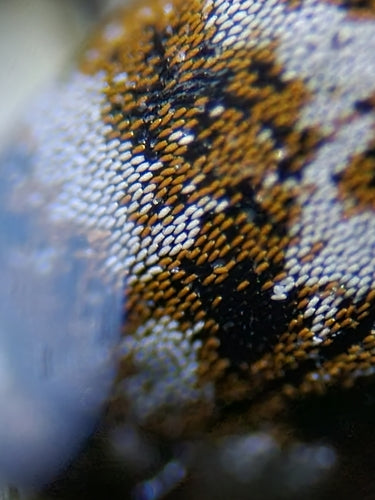 Museums- oder Kabinettkäfer - Bild 5