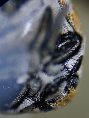 Museums- oder Kabinettkäfer - Bild 7