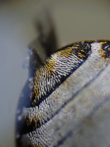 Museums- oder Kabinettkäfer - Bild 8