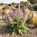 Muskateller-Salbei (Salvia sclarea) in Blüte im naturnahen Garten (KI-generiert)