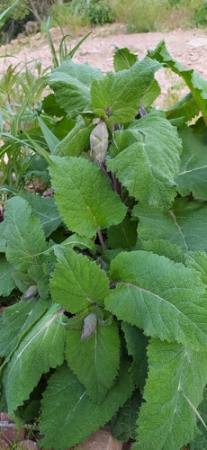 Muskatellersalbei — Bild 2 von 9