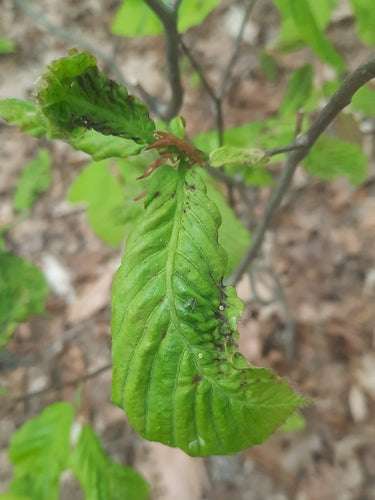 Nematoden (Fadenwürmer)  - Bild 5