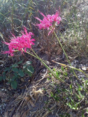 Nerine — Bild 5