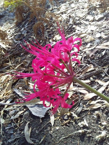 Nerine — Bild 4