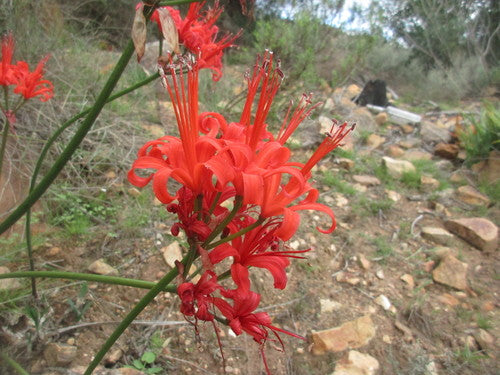 Nerine — Bild 2