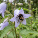 Blüte von Nesselblättrige Glockenblume (Campanula trachelium) in Nahaufnahme (KI-generiert)