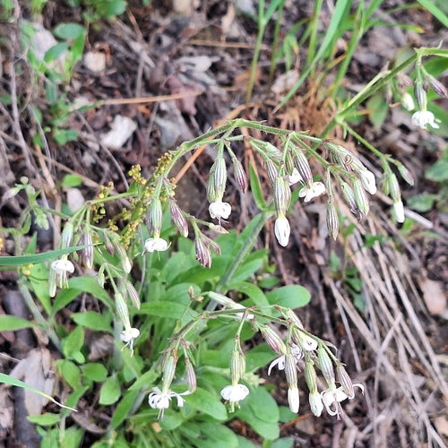 Nickendes Leimkraut — Bild 2 von 9