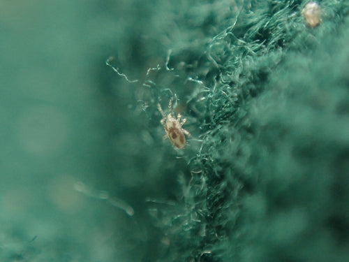 Nordische Vogelmilbe - Bild 3