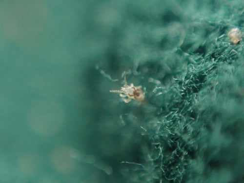 Nordische Vogelmilbe - Bild 4