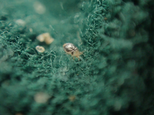 Nordische Vogelmilbe - Bild 7