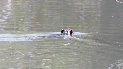 Nutria (Biberratte) — Bild 1