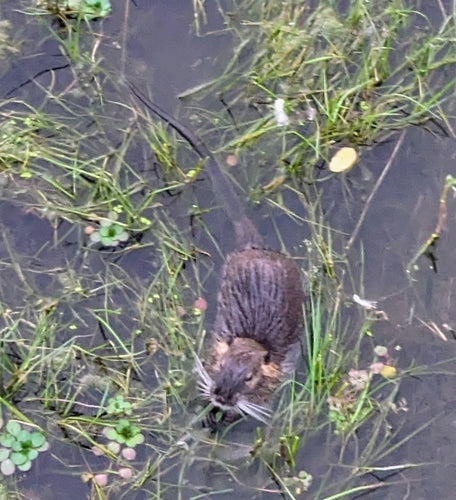 Nutria (Biberratte) — Bild 3