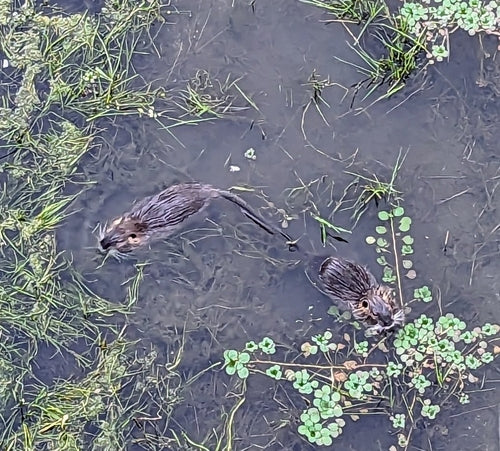 Nutria (Biberratte) — Bild 2