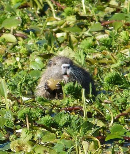 Nutria (Biberratte) — Bild 5