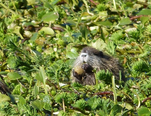Nutria (Biberratte) — Bild 4