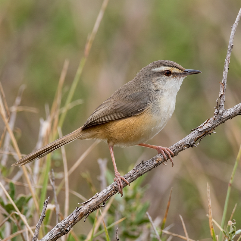 Ockerflanken-Prinie (Prinia subflava), KI-Illustration