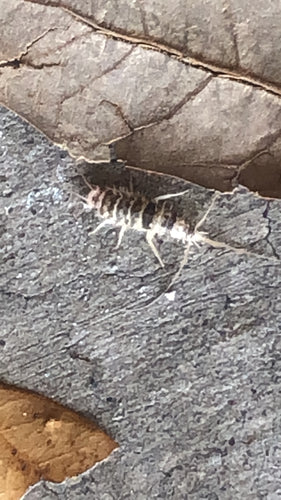 Ofenfischchen - Bild 5