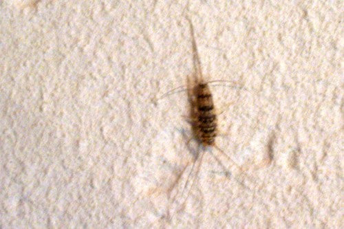 Ofenfischchen - Bild 6