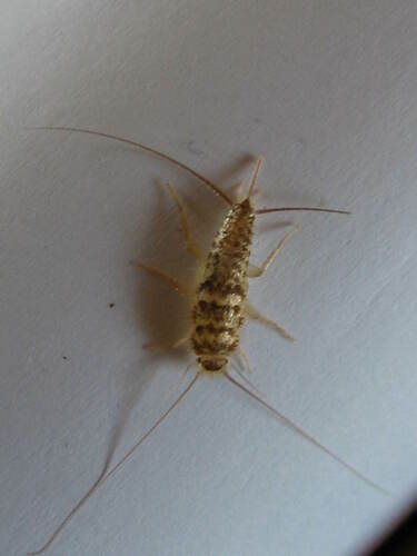 Ofenfischchen - Bild 8