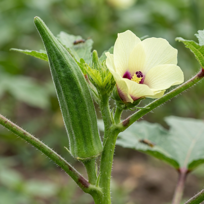 Okra