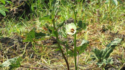 Okra — Bild 1