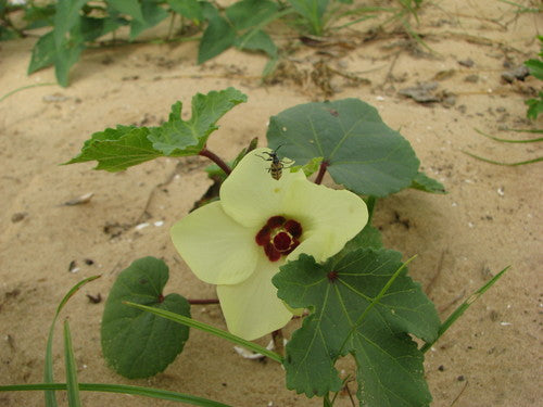 Okra — Bild 3