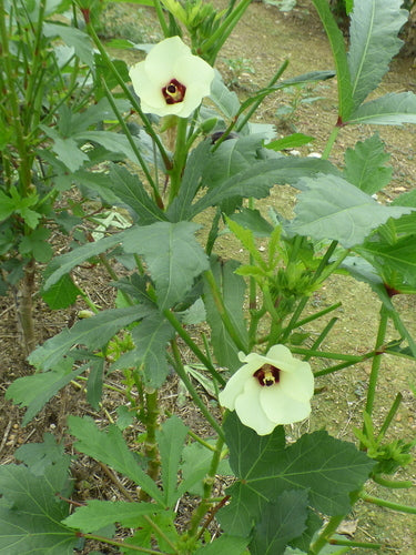 Okra — Bild 5