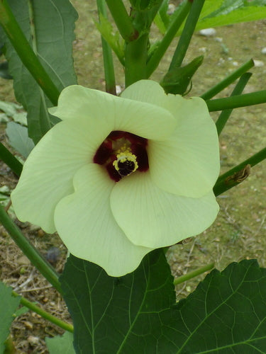 Okra — Bild 4