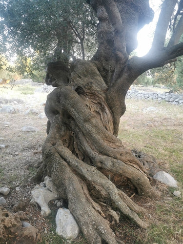 Olivenbaum  Silberkraft