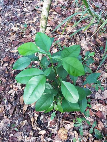 Orangenbaum — Bild 5