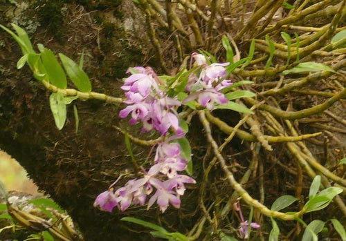 Orchideen — Bild 3