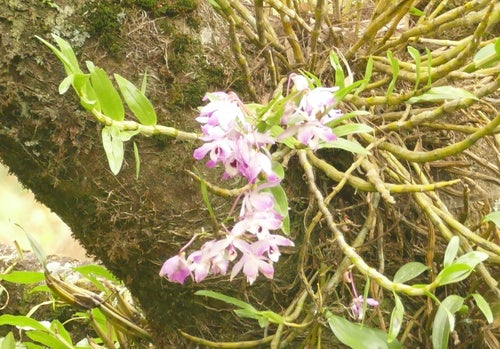 Orchideen — Bild 4