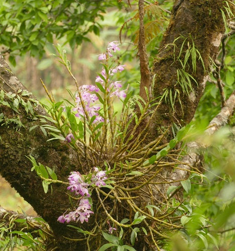 Orchideen — Bild 2