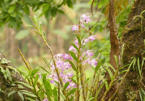 Orchideen — Bild 1