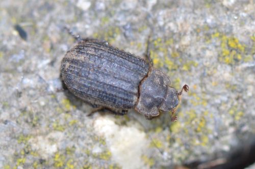 Otiorhynchus Scaber — Bild 4 von 8