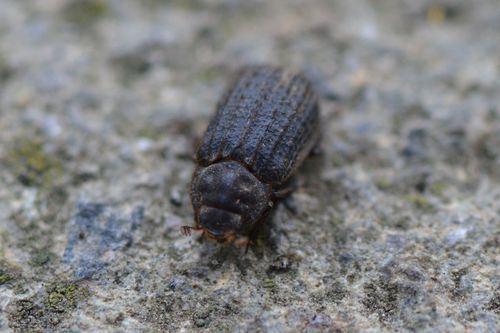 Otiorhynchus Scaber — Bild 1 von 8