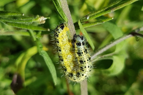 Naturaufnahme - Bild 1