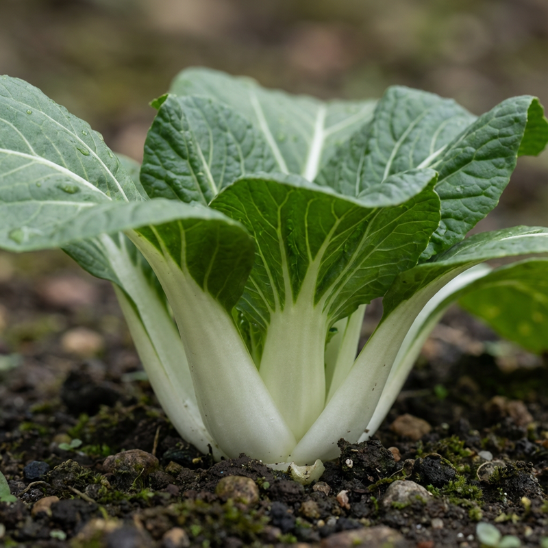 Pak Choi
