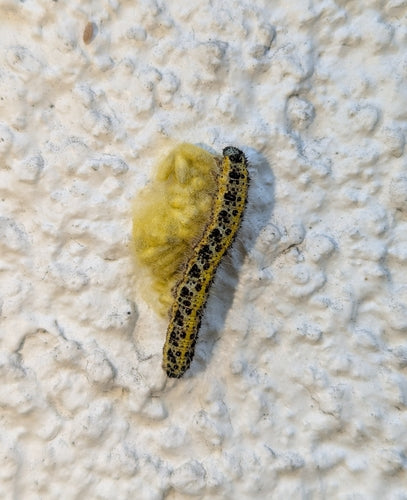 Naturaufnahme - Bild 4