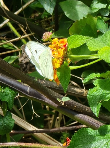 Naturaufnahme - Bild 8