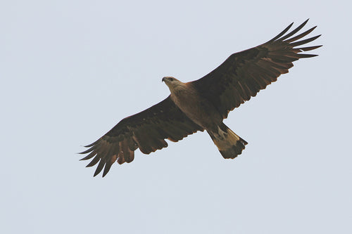 Pallasseeadler — Bild 1 von 2