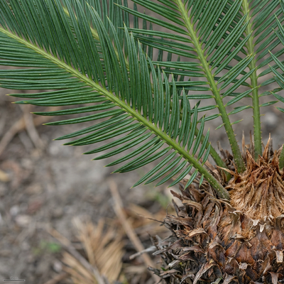 Palmfarn  Silberkraft
