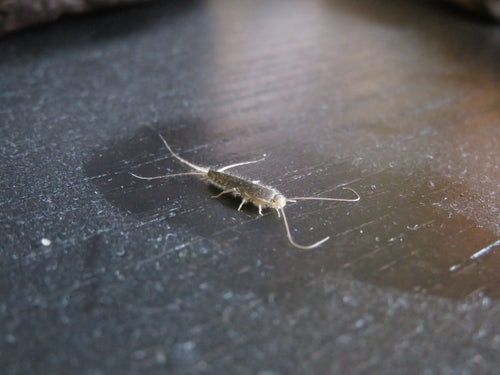 Papierfischchen — Bild 3