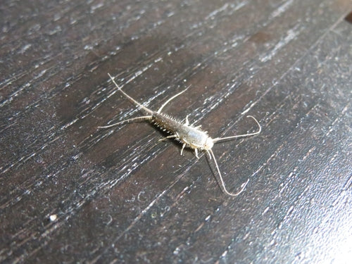 Papierfischchen — Bild 2