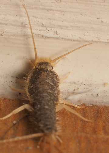 Papierfischchen — Bild 1