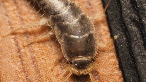 Papierfischchen — Bild 3