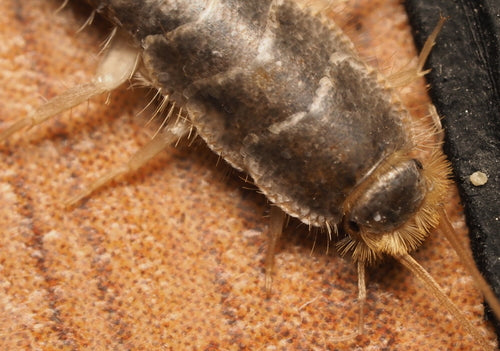 Papierfischchen — Bild 5