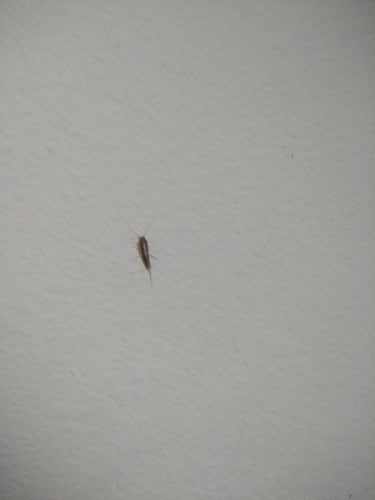 Papierfischchen — Bild 1
