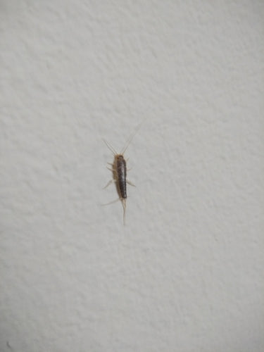 Papierfischchen — Bild 4
